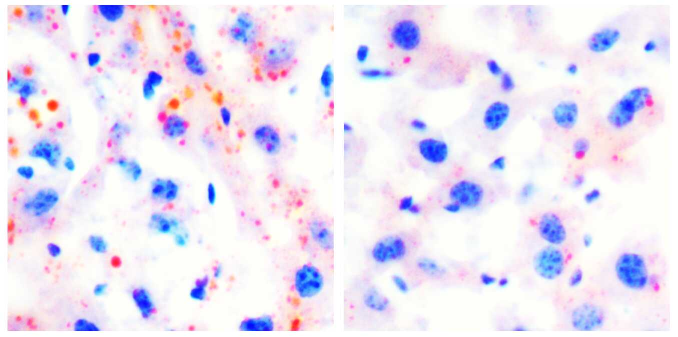 GA黄金甲·体育(中国)官方网站