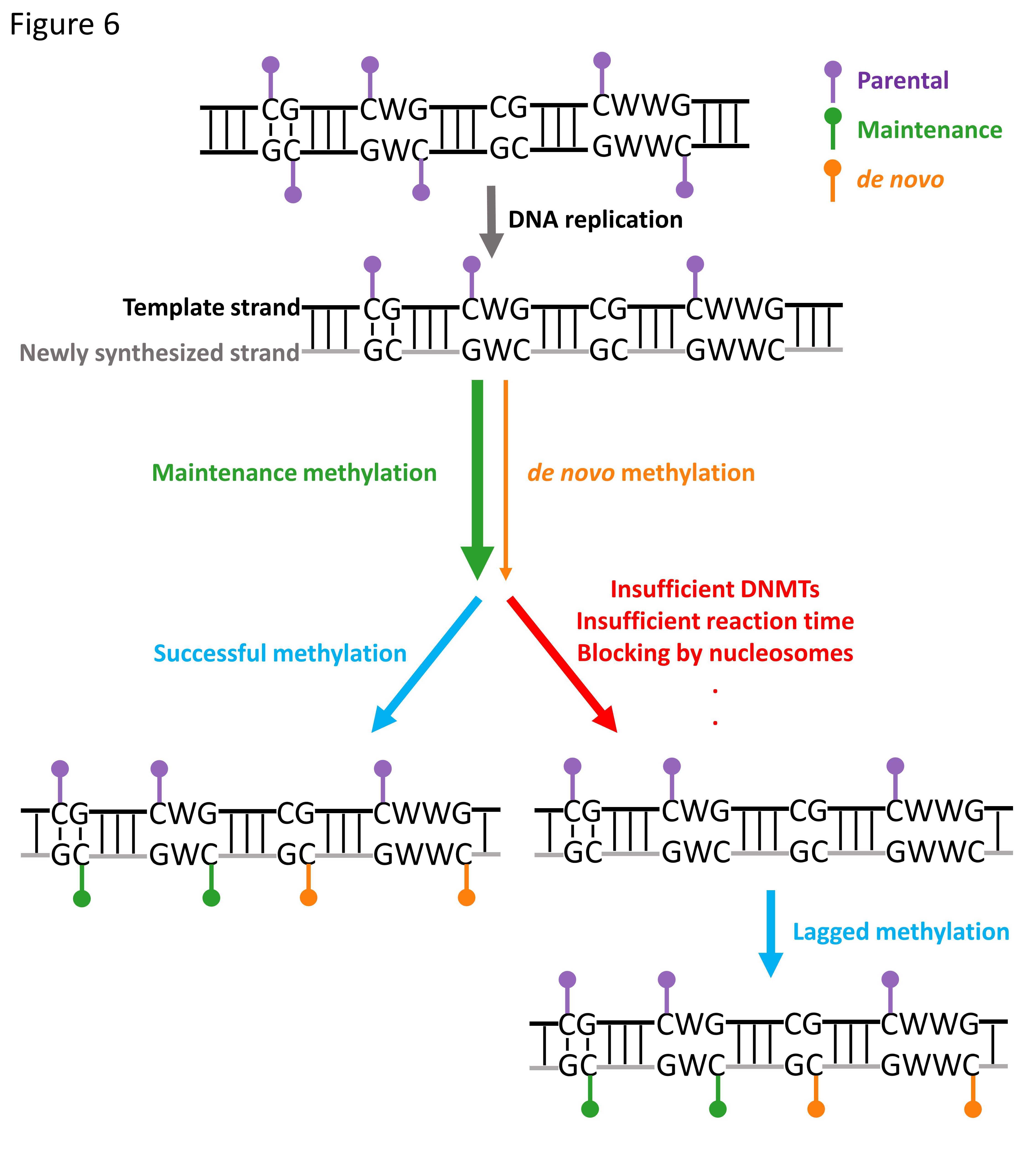 GA黄金甲·体育(中国)官方网站